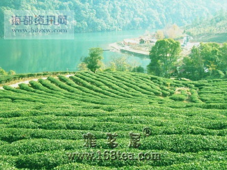 探秘中国福建安溪乌龙茶茶树品种（图）