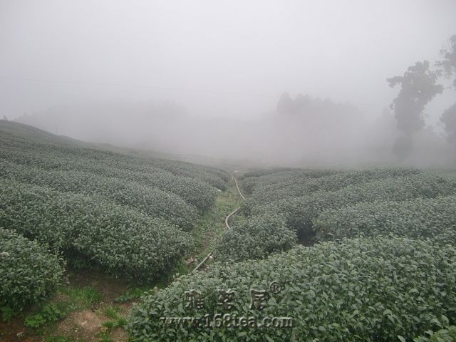 茶山2.jpg