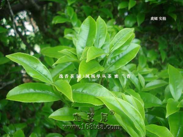 凤凰单丛茶|凤凰单丛品种的分类|凤凰单丛茶树品种介绍