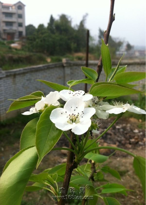 梨树开花了