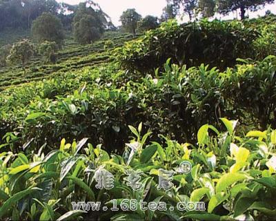 中国最古老的茶山介绍
