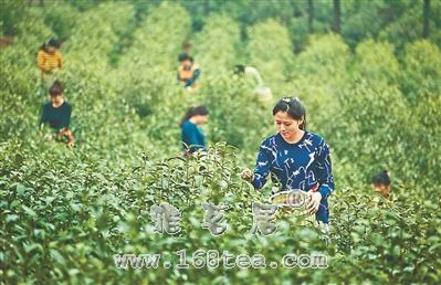 江苏镇江引种的“浙农139”特早芽茶进入采摘期