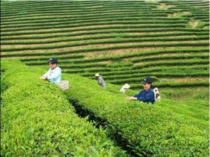 白芽奇兰茶：冲刺平和第二枚中国驰名商标