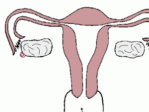 女性荷尔蒙与受孕的条件