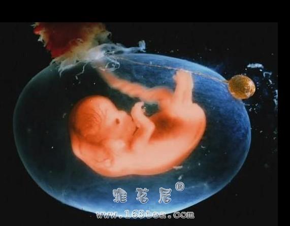 人身难得：胎儿发育过程（9-12周）