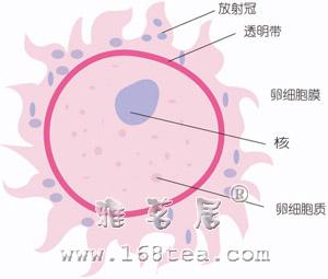 胚胎学：胎儿发育过程（1-8周）