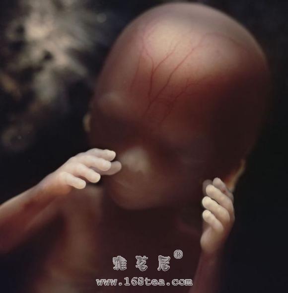 生命奥秘：胎儿发育过程（13-16周）