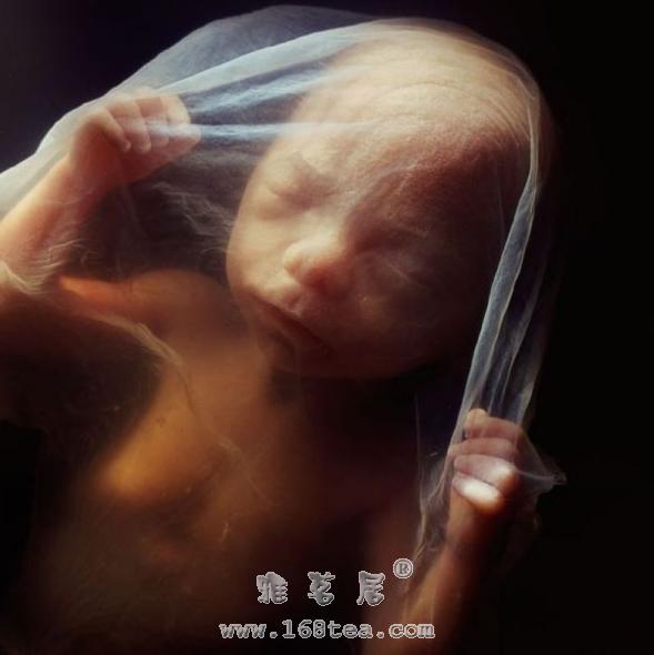 胎儿发育过程（17-20周）