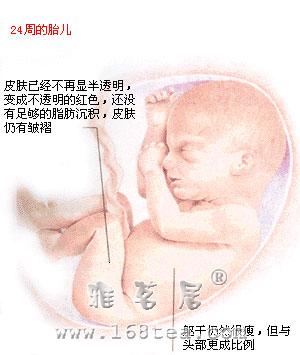 探索胎儿发育过程（21-27周）