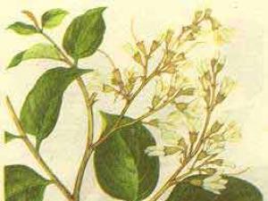 芳香植物：安息香| 安息香精油