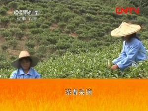 漳平水仙茶加工工艺1：茶青采摘标准、采摘技术